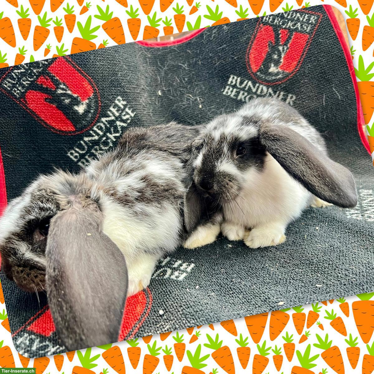 Junge Französische Widder (weiblich), zutrauliche Riesenkaninchen