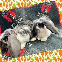 Junge Französische Widder (weiblich), zutrauliche Riesenkaninchen