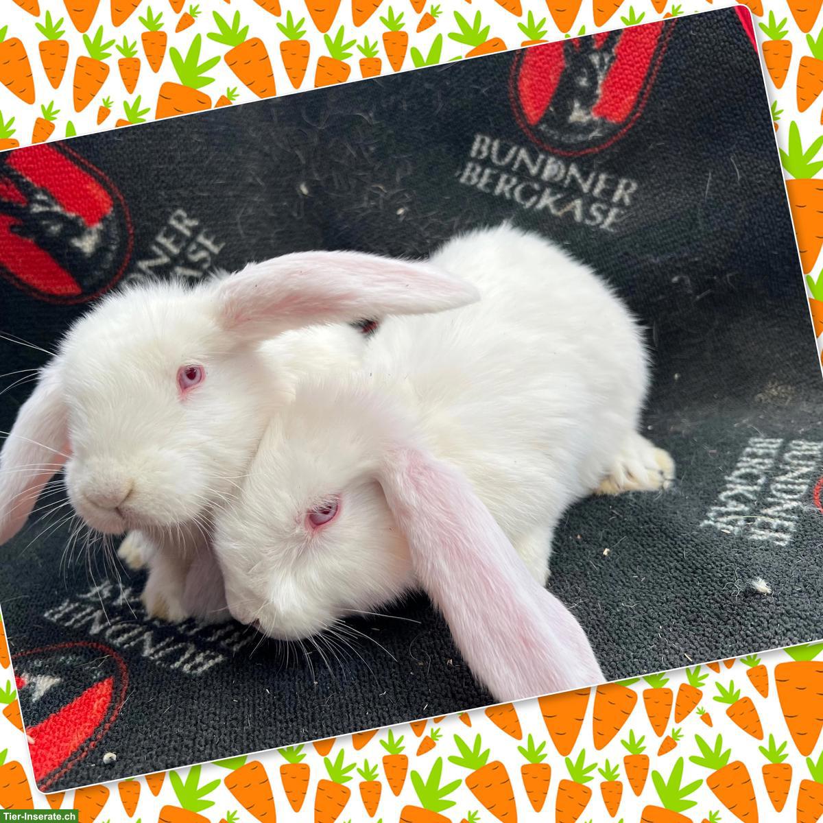 Bild 2: Junge Französische Widder (weiblich), zutrauliche Riesenkaninchen