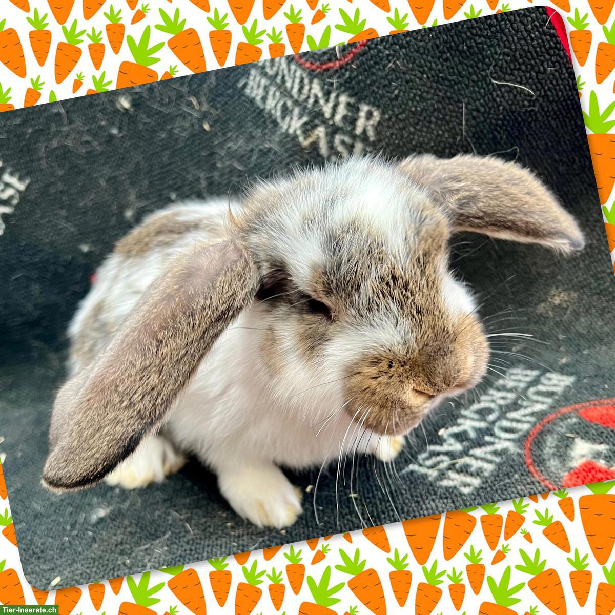 Bild 3: Junge Französische Widder (weiblich), zutrauliche Riesenkaninchen