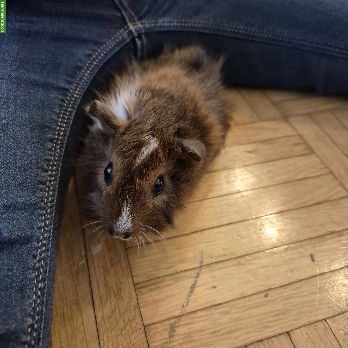 8 Wochen altes Meerschweinchen, weiblich