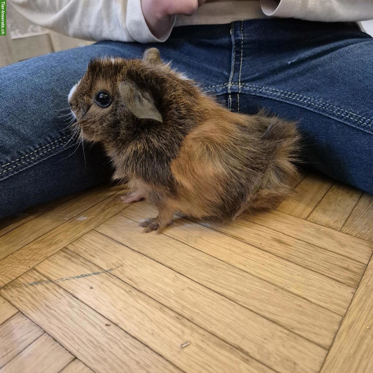 Bild 2: 8 Wochen altes Meerschweinchen, weiblich