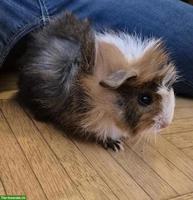 Junges Rosetten Meerschweinchen, weiblich