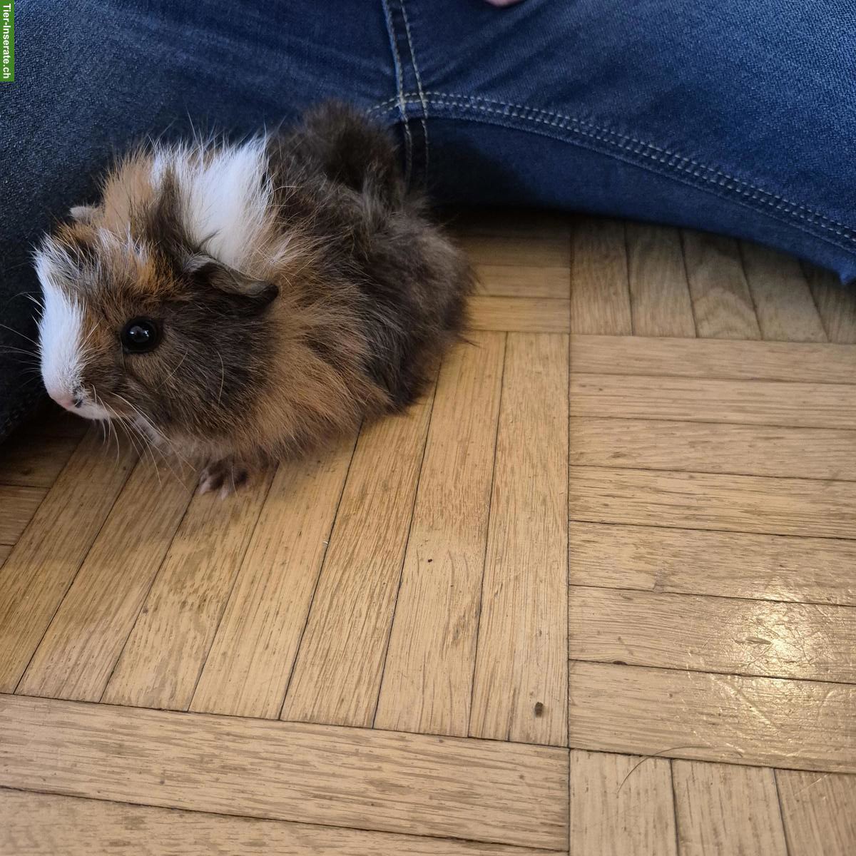 Bild 2: Junges Rosetten Meerschweinchen, weiblich