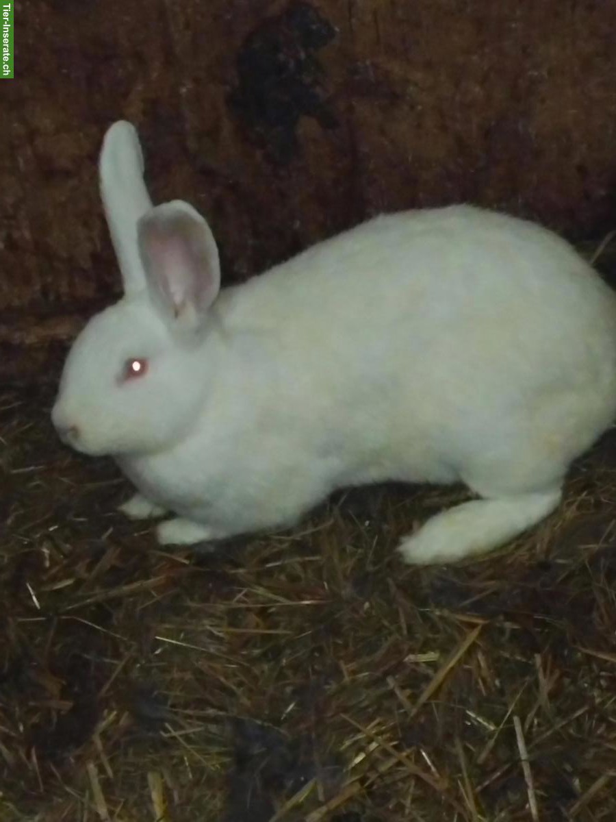 Bild 2: Grosse Kaninchen zu verkaufen