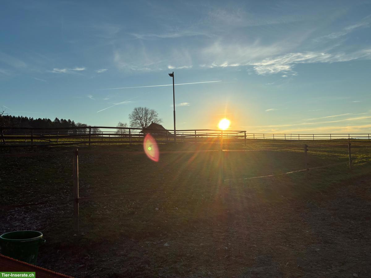 Job: Zuverlässige Stallhilfe in 3262 Kosthofen