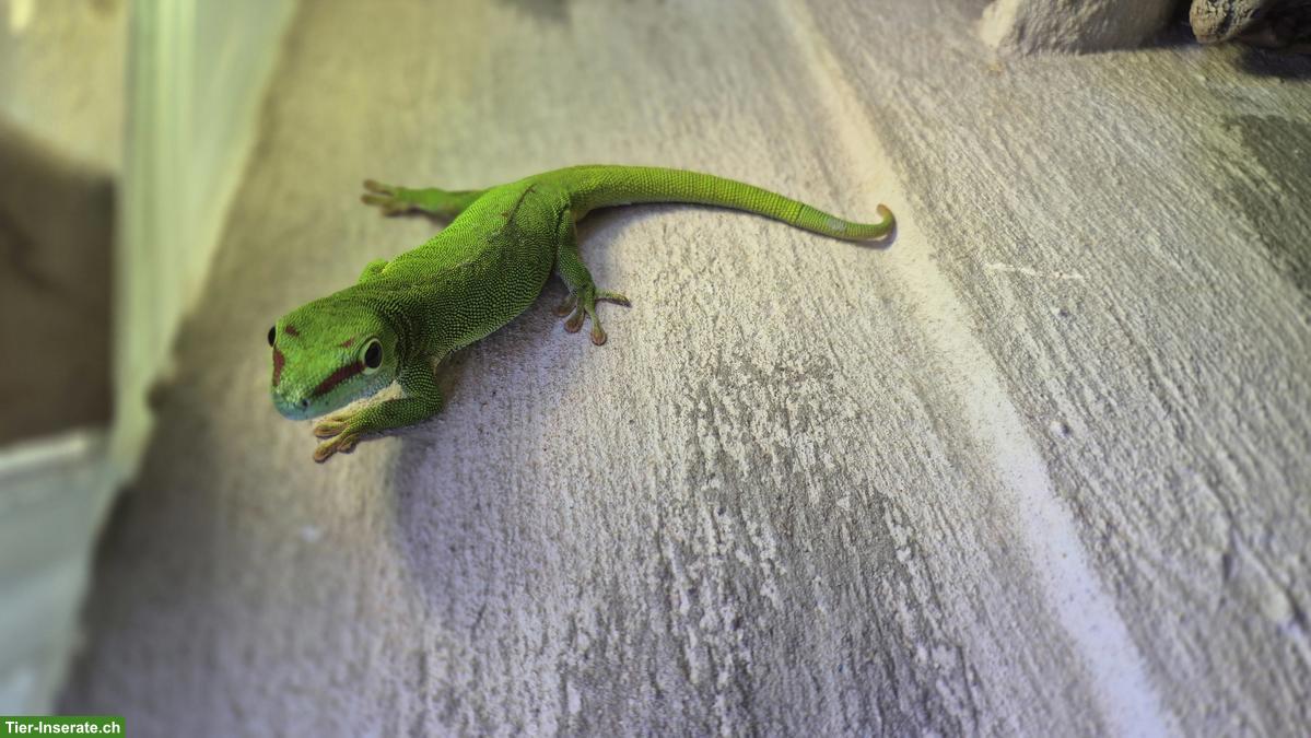Grosser Madagaskar-Taggecko, Phelsuma grandis