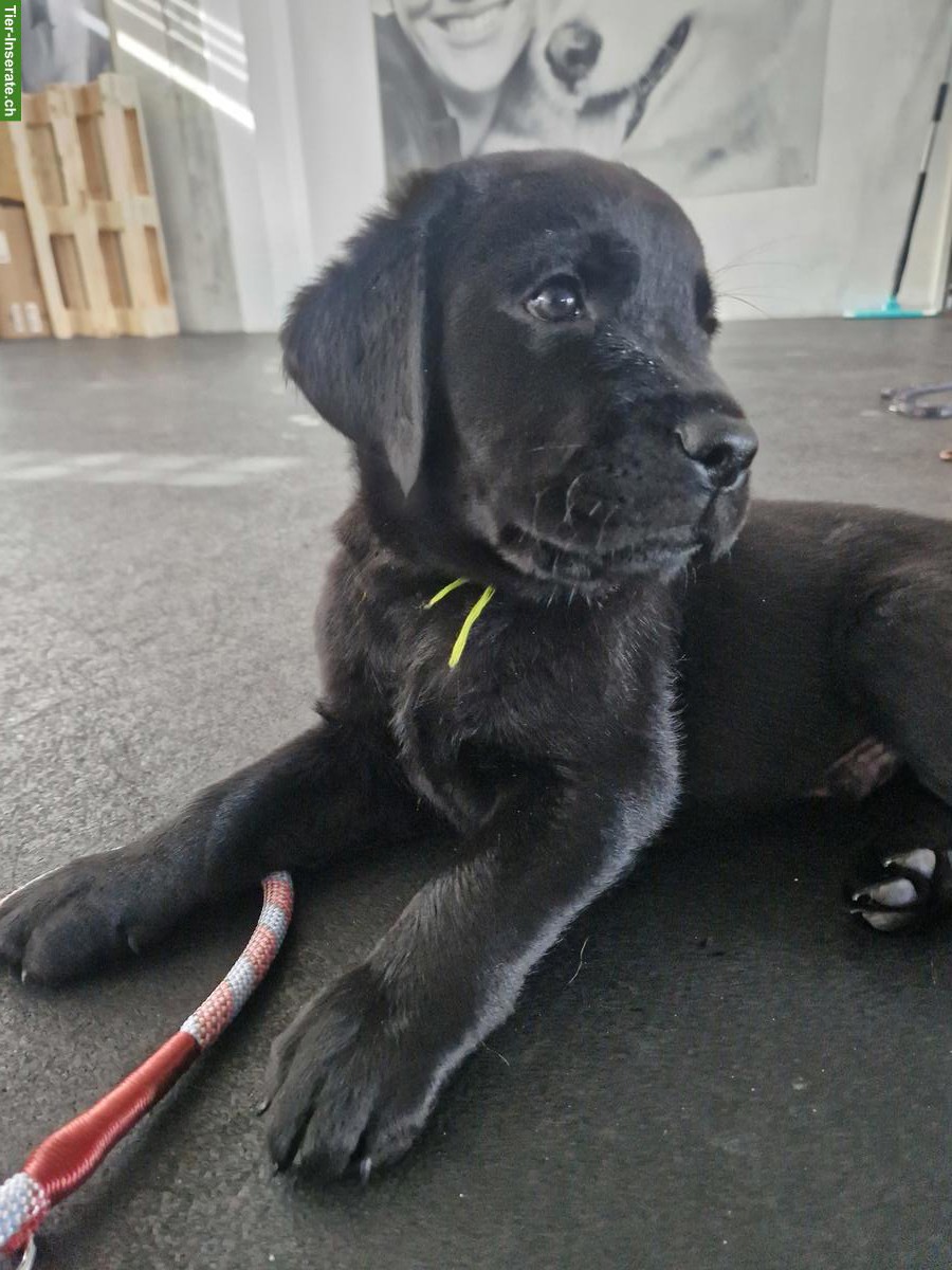 Schwarze Labrador Welpen
