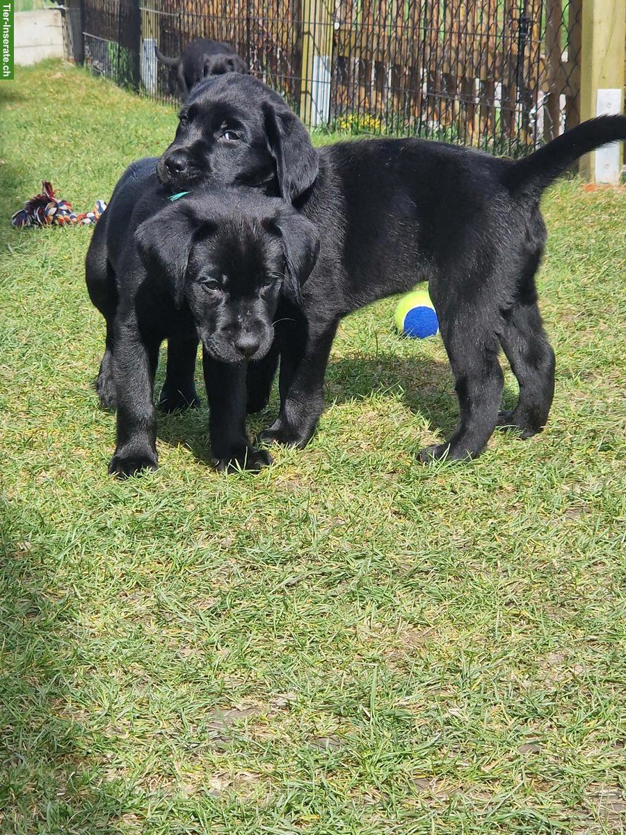 Bild 2: Schwarze Labrador Welpen