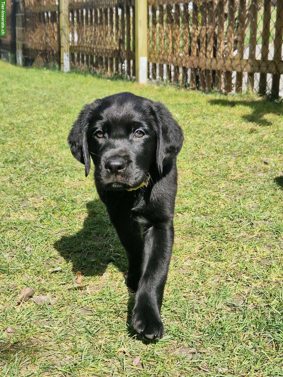 Bild 3: Schwarze Labrador Welpen