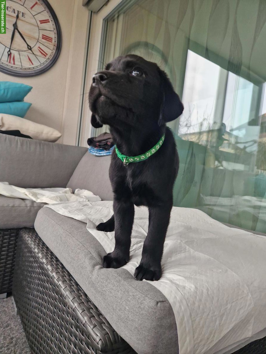Bild 4: Schwarze Labrador Welpen