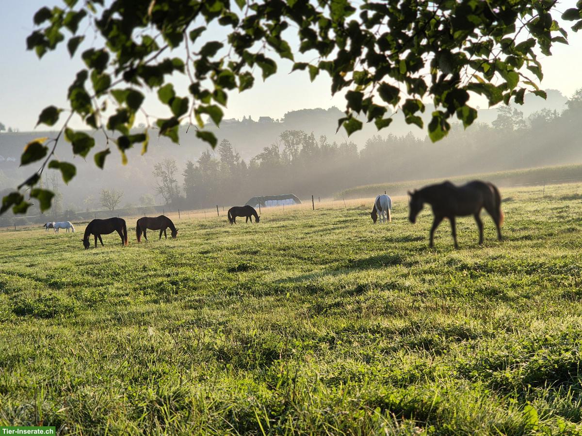 Offenstallplatz frei für Kleinpferde-Wallach in Altikon ZH