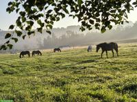 Offenstallplatz frei für Kleinpferde-Wallach in Altikon ZH