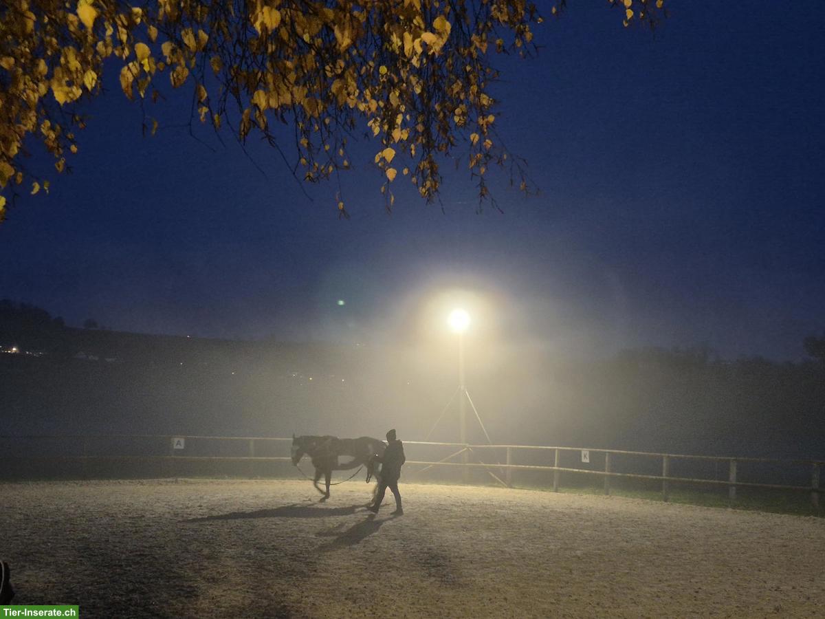 Bild 2: Offenstallplatz frei für Kleinpferde-Wallach in Altikon ZH
