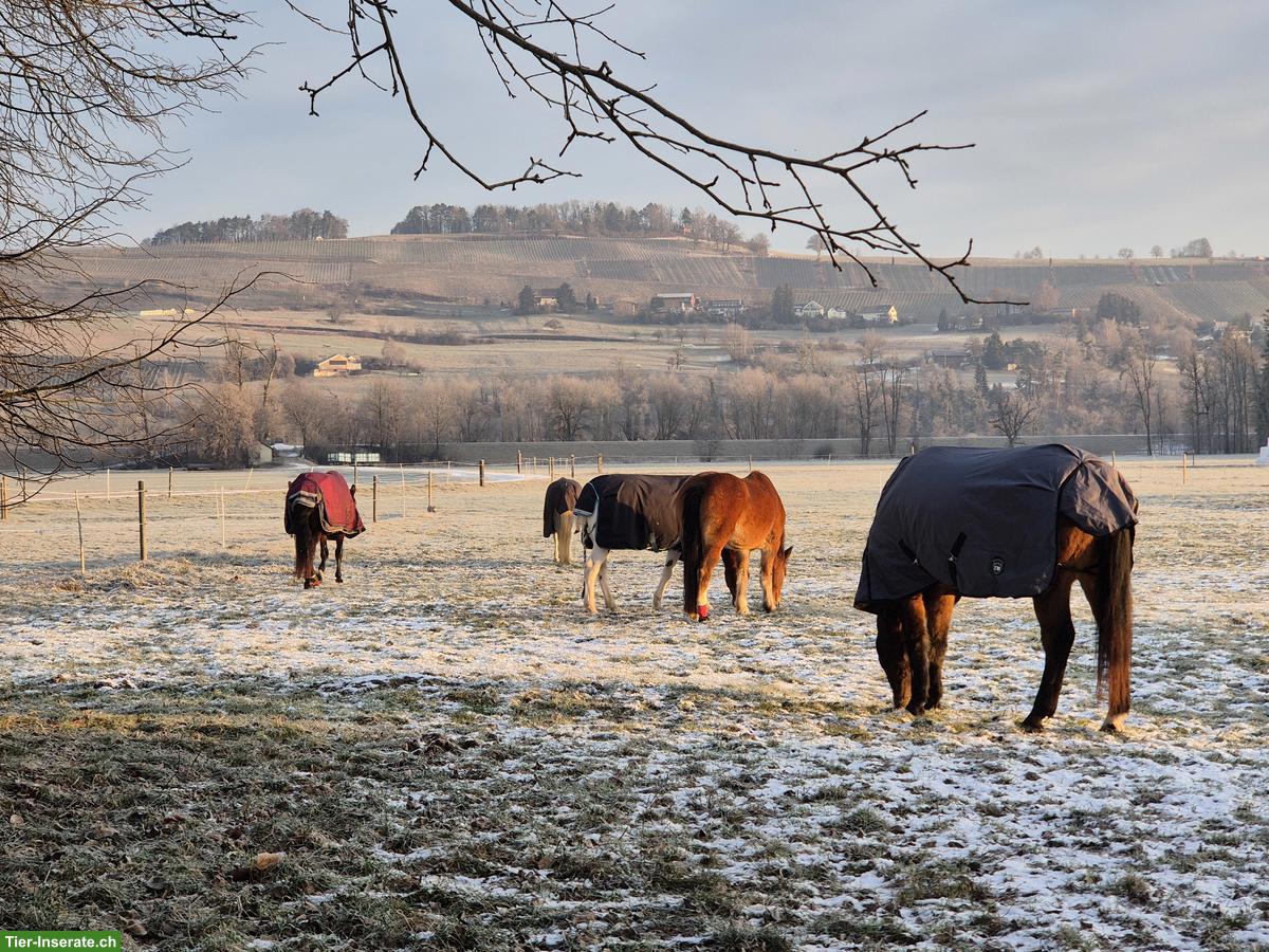 Bild 3: Offenstallplatz frei für Kleinpferde-Wallach in Altikon ZH