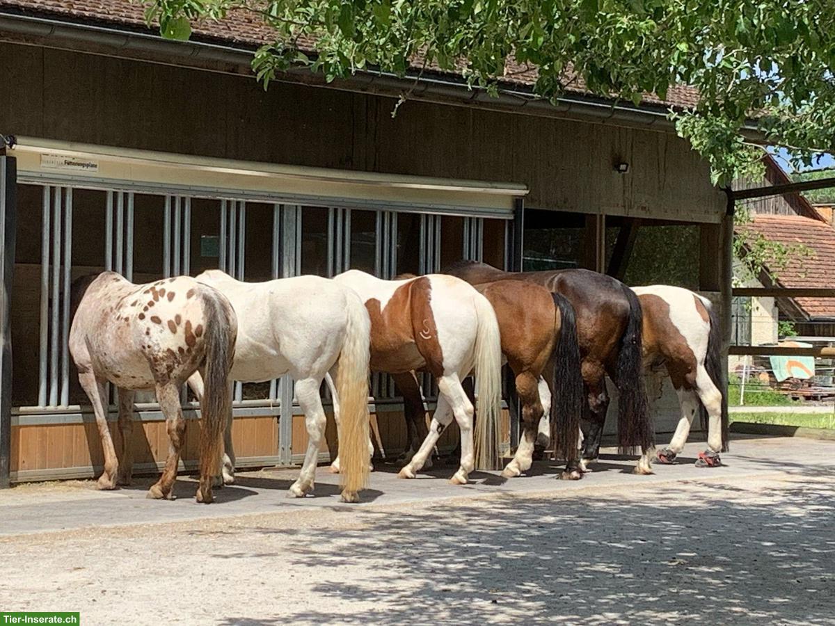 Bild 4: Offenstallplatz frei für Kleinpferde-Wallach in Altikon ZH