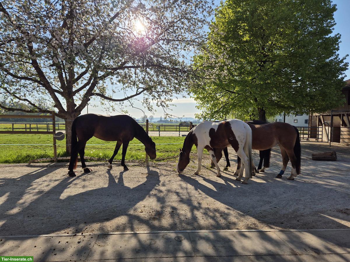 Bild 5: Offenstallplatz frei für Kleinpferde-Wallach in Altikon ZH