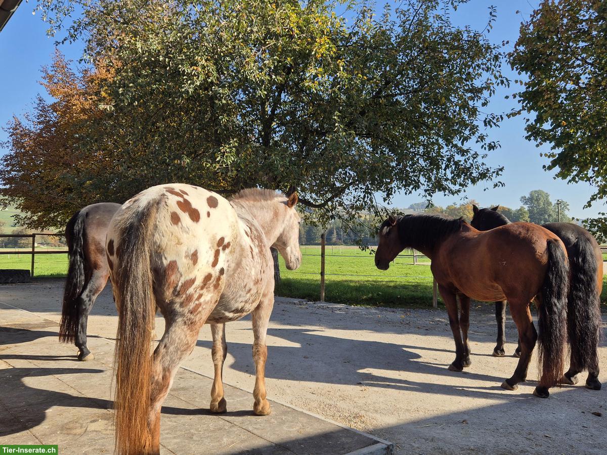 Bild 6: Offenstallplatz frei für Kleinpferde-Wallach in Altikon ZH
