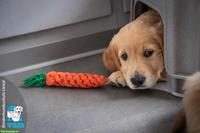 Junghunde-Trainer gesucht für Blindenführhund-Schule in Liestal