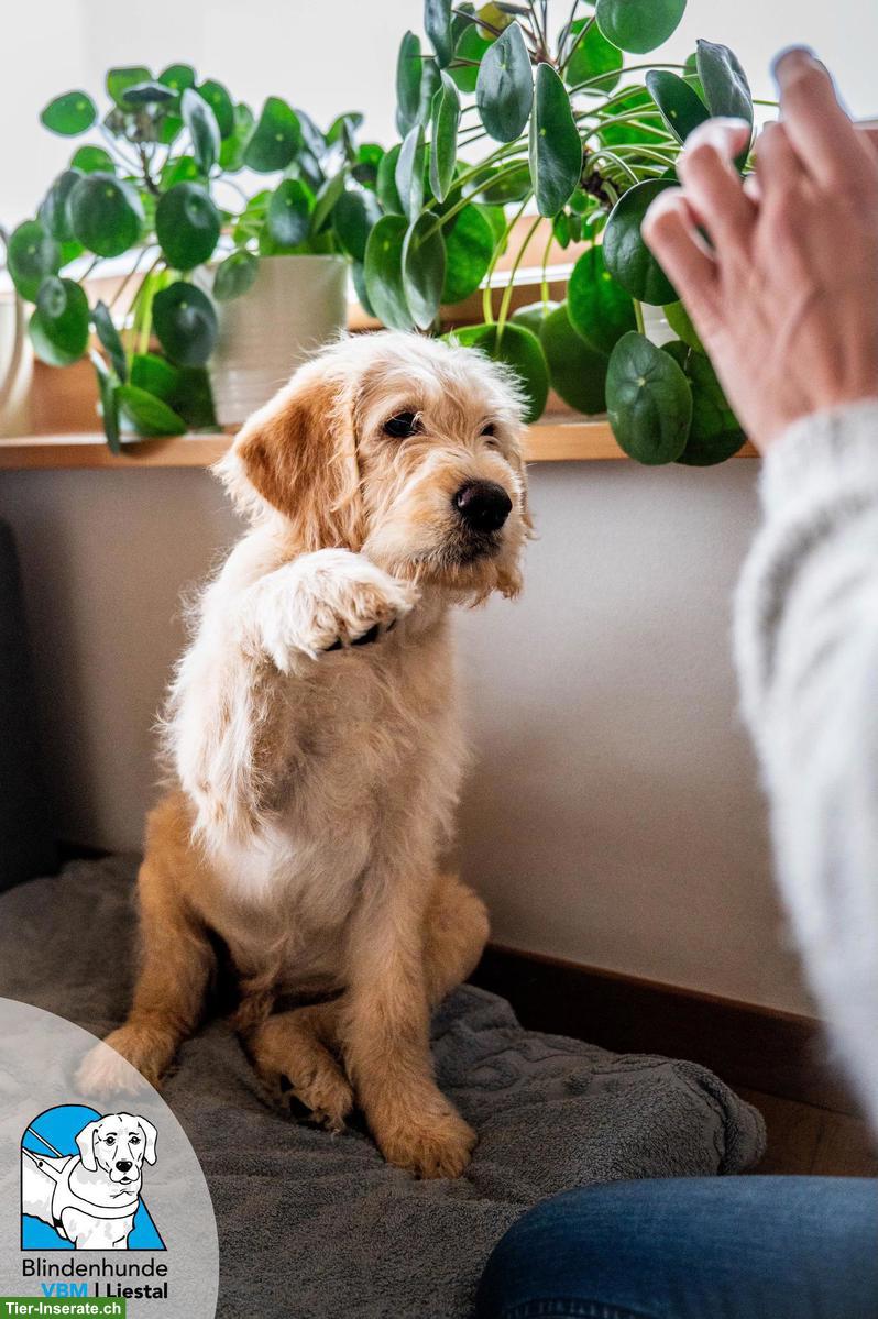 Bild 2: Junghunde-Trainer gesucht für Blindenführhund-Schule in Liestal