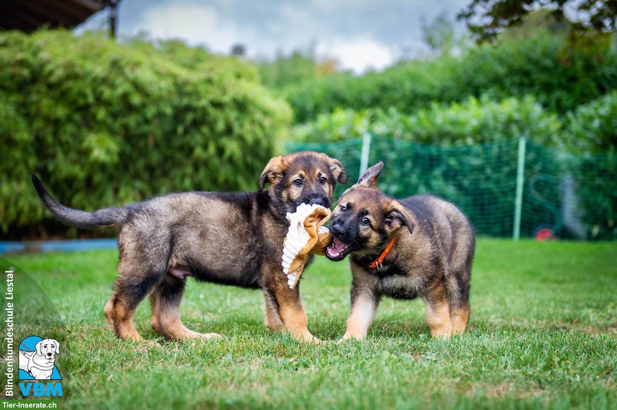 Bild 3: Junghunde-Trainer gesucht für Blindenführhund-Schule in Liestal