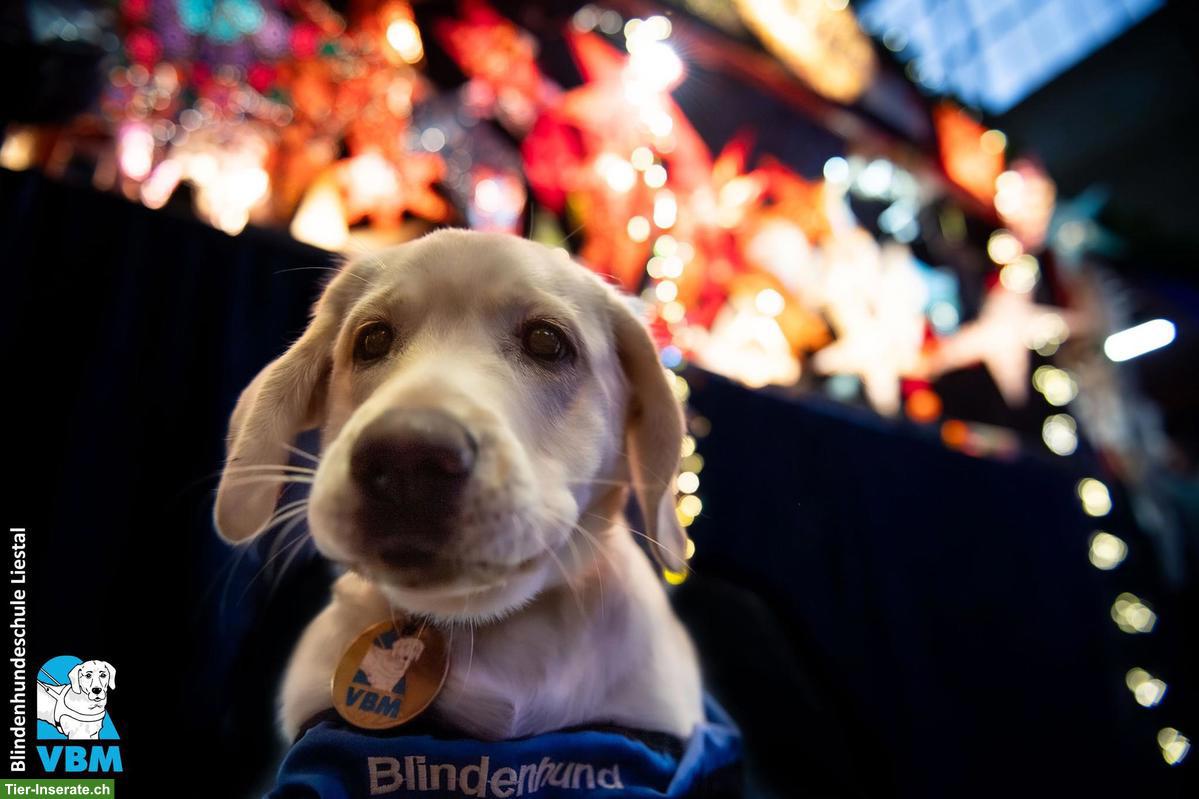 Bild 4: Junghunde-Trainer gesucht für Blindenführhund-Schule in Liestal