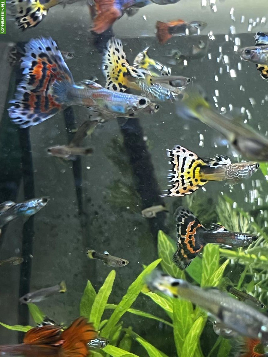 Guppys gratis in liebevolle Hände abzugeben