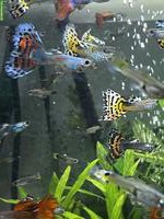 Guppys gratis in liebevolle Hände abzugeben