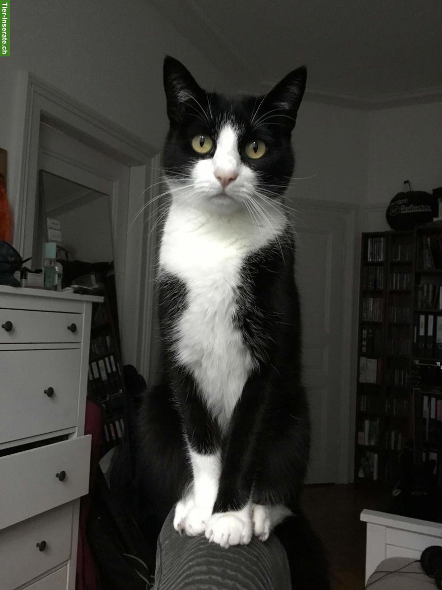 Verschmuste schwarz-weiss Katze sucht liebevolles Zuhause