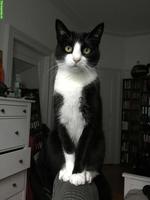 Verschmuste schwarz-weiss Katze sucht liebevolles Zuhause