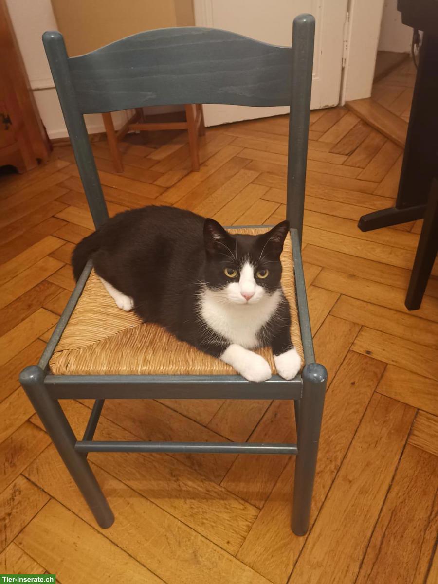 Bild 2: Verschmuste schwarz-weiss Katze sucht liebevolles Zuhause