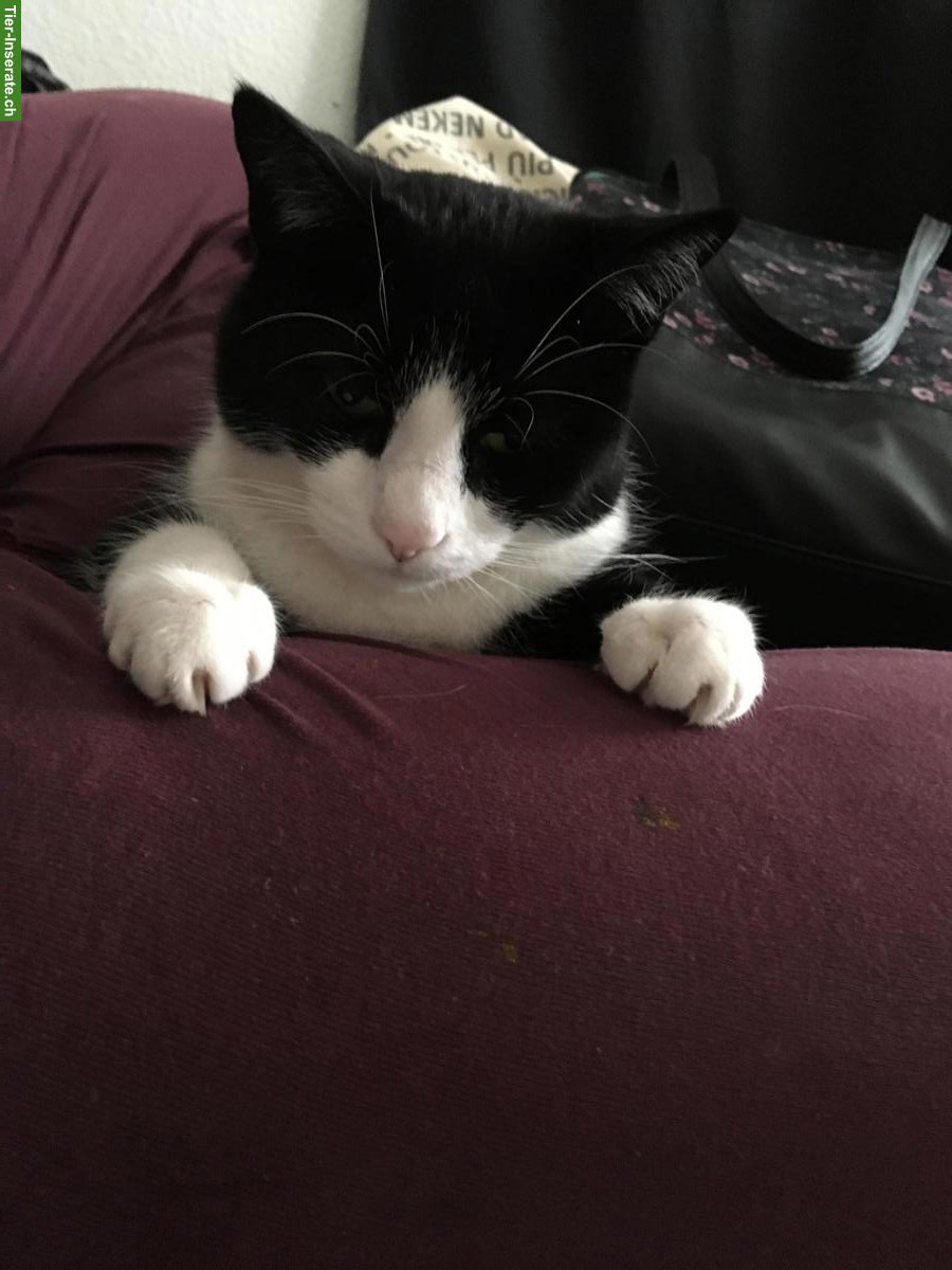 Bild 3: Verschmuste schwarz-weiss Katze sucht liebevolles Zuhause