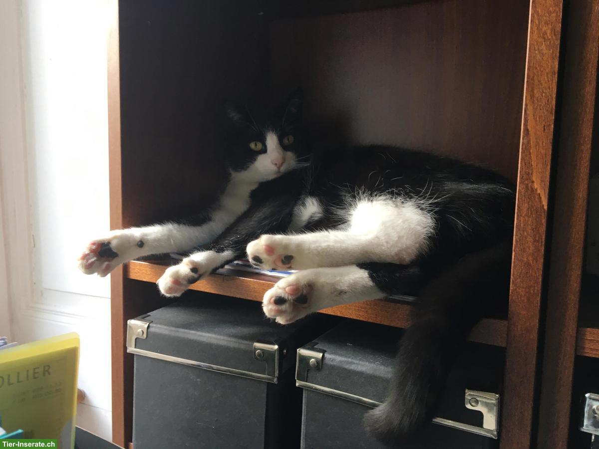 Bild 4: Verschmuste schwarz-weiss Katze sucht liebevolles Zuhause