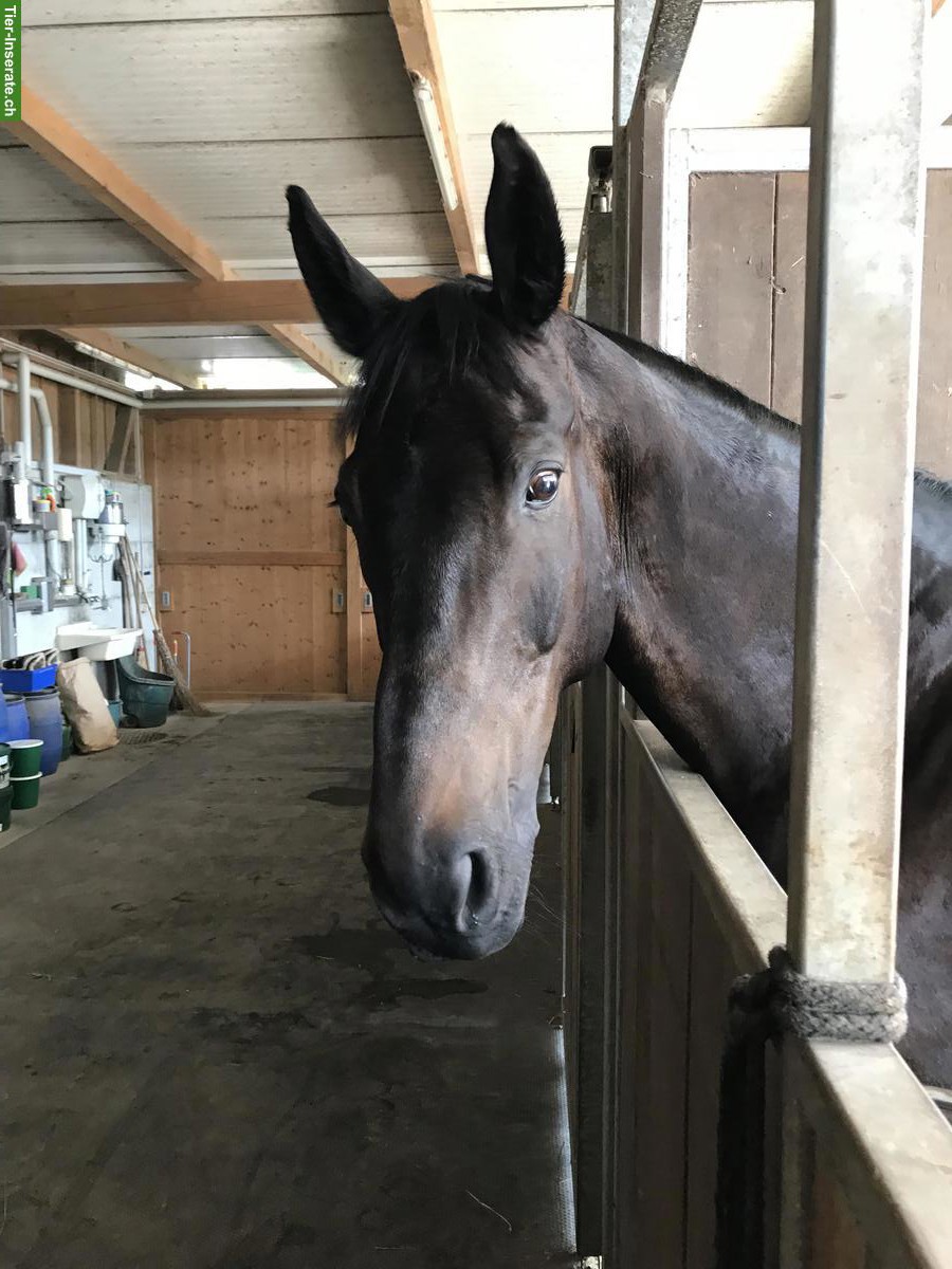 Such Reit-Begleitung im Raum Zuzwil (Nähe Jegenstorf)