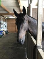 Such Reit-Begleitung im Raum Zuzwil (Nähe Jegenstorf)