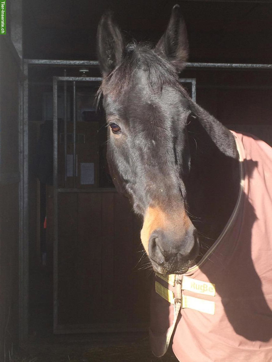 Bild 2: Such Reit-Begleitung im Raum Zuzwil (Nähe Jegenstorf)