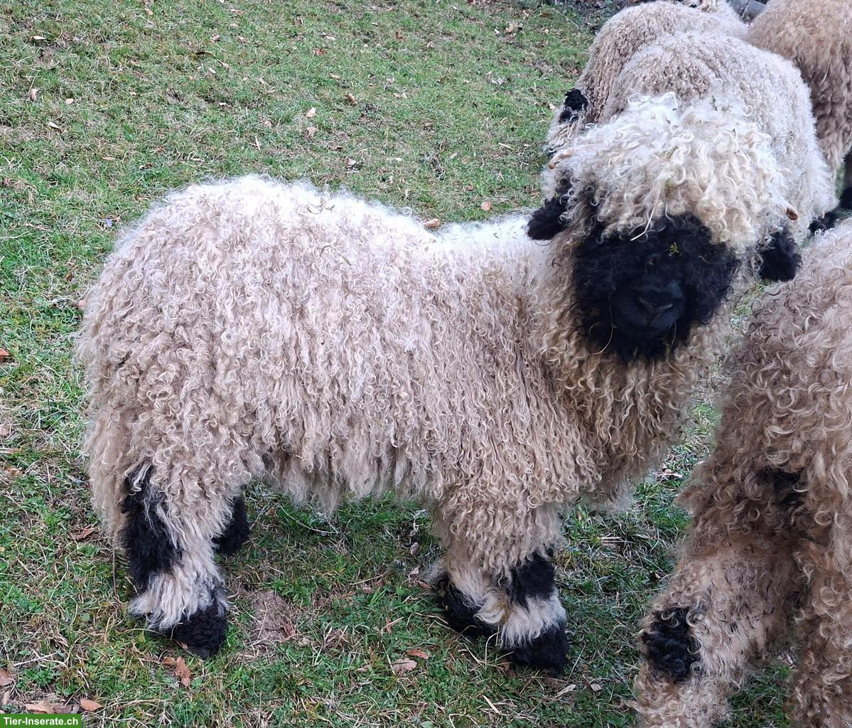 3 junge Walliser Schwarznasenschafe zu verkaufen