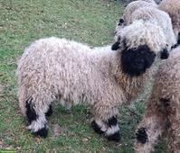 3 junge Walliser Schwarznasenschafe zu verkaufen