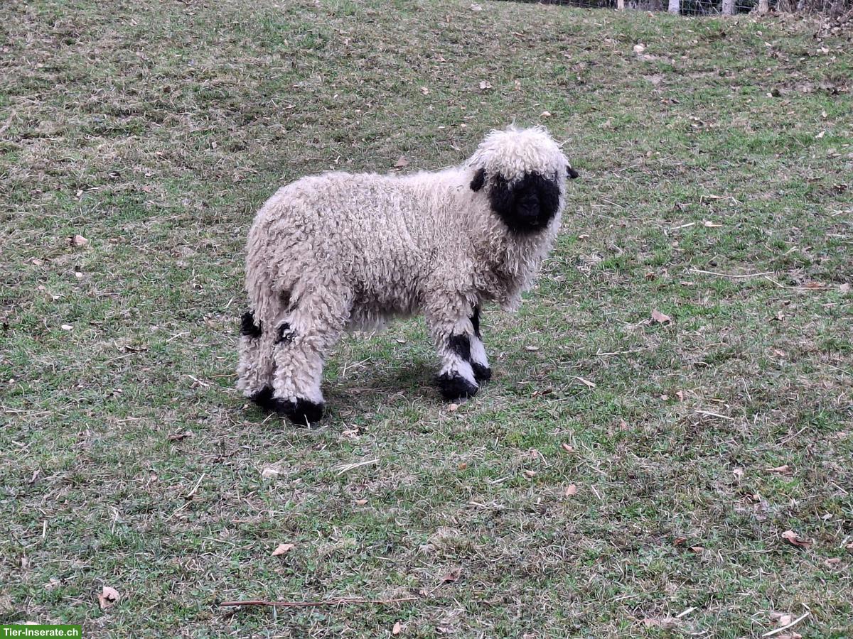 Bild 2: 3 junge Walliser Schwarznasenschafe zu verkaufen