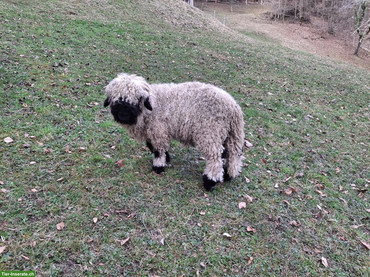 Bild 3: 3 junge Walliser Schwarznasenschafe zu verkaufen