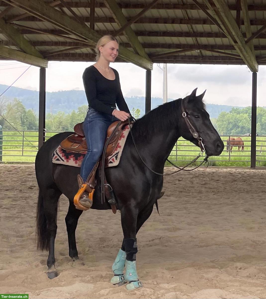 Pony Wallach, ein echtes Herzenspony sucht seinen Menschen