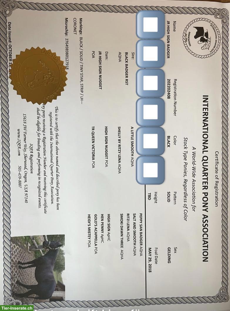 Bild 10: Pony Wallach, ein echtes Herzenspony sucht seinen Menschen