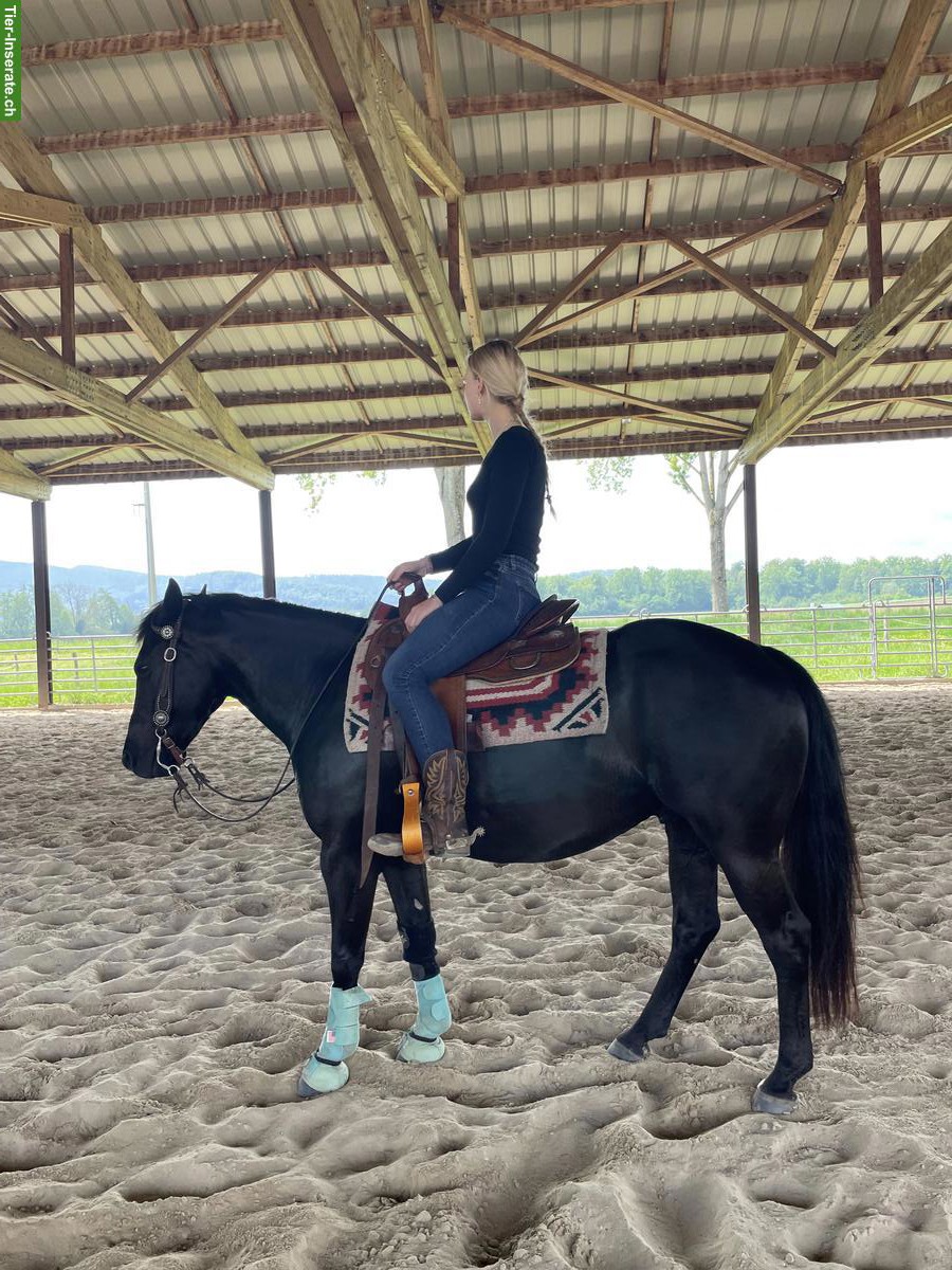 Bild 2: Pony Wallach, ein echtes Herzenspony sucht seinen Menschen