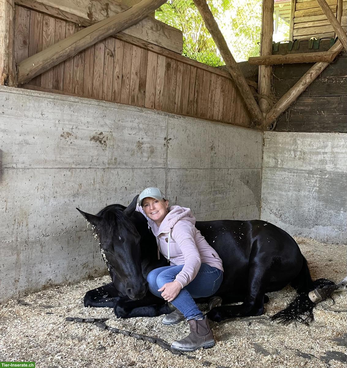 Bild 3: Pony Wallach, ein echtes Herzenspony sucht seinen Menschen