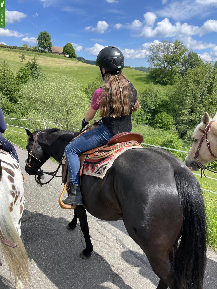 Bild 4: Pony Wallach, ein echtes Herzenspony sucht seinen Menschen