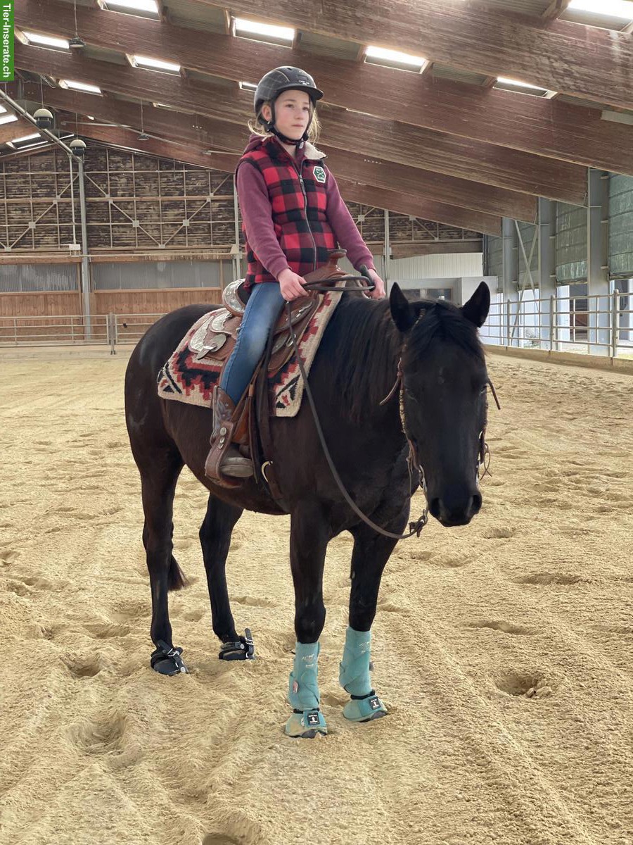 Bild 5: Pony Wallach, ein echtes Herzenspony sucht seinen Menschen