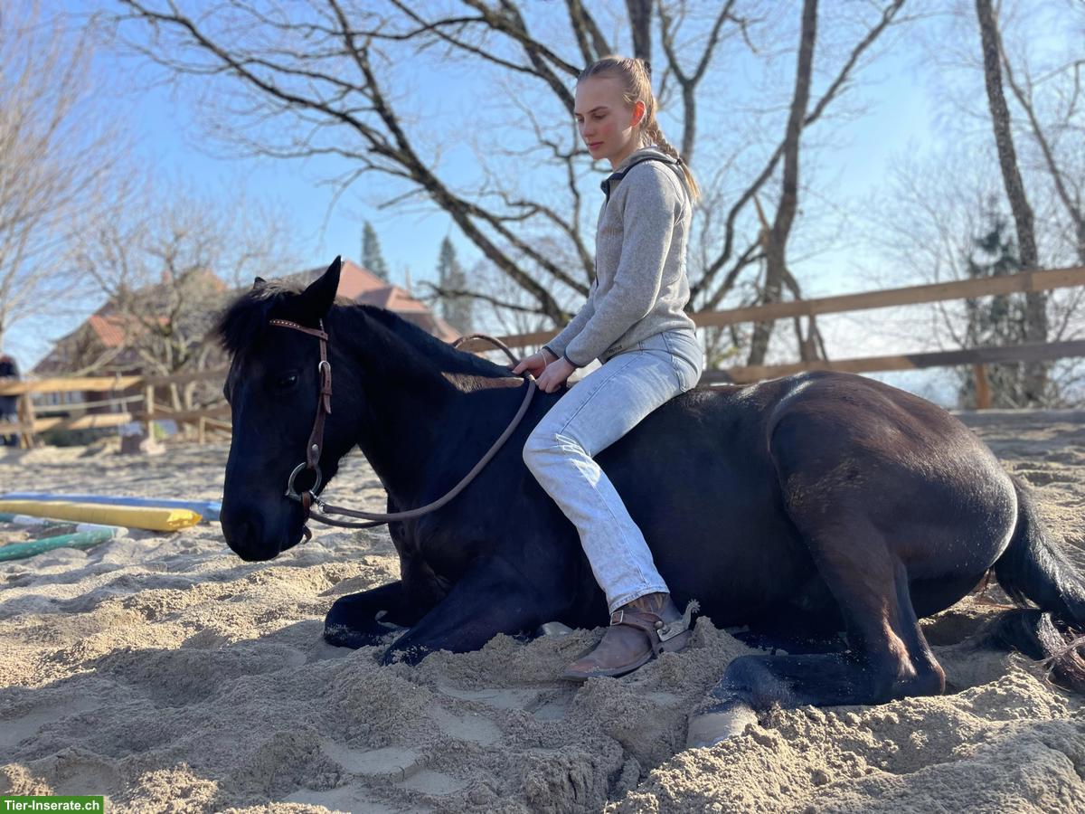 Bild 8: Pony Wallach, ein echtes Herzenspony sucht seinen Menschen