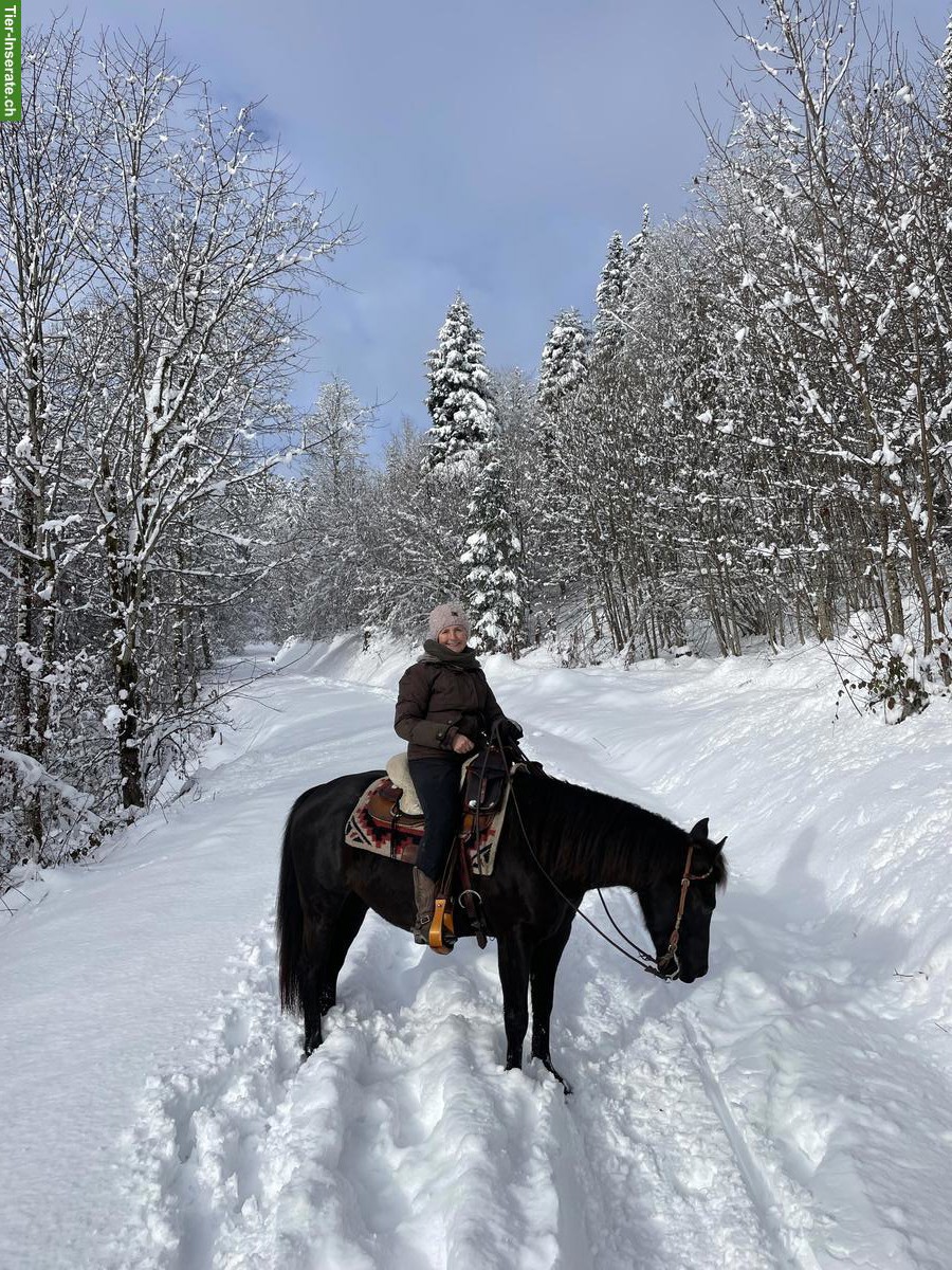 Bild 9: Pony Wallach, ein echtes Herzenspony sucht seinen Menschen