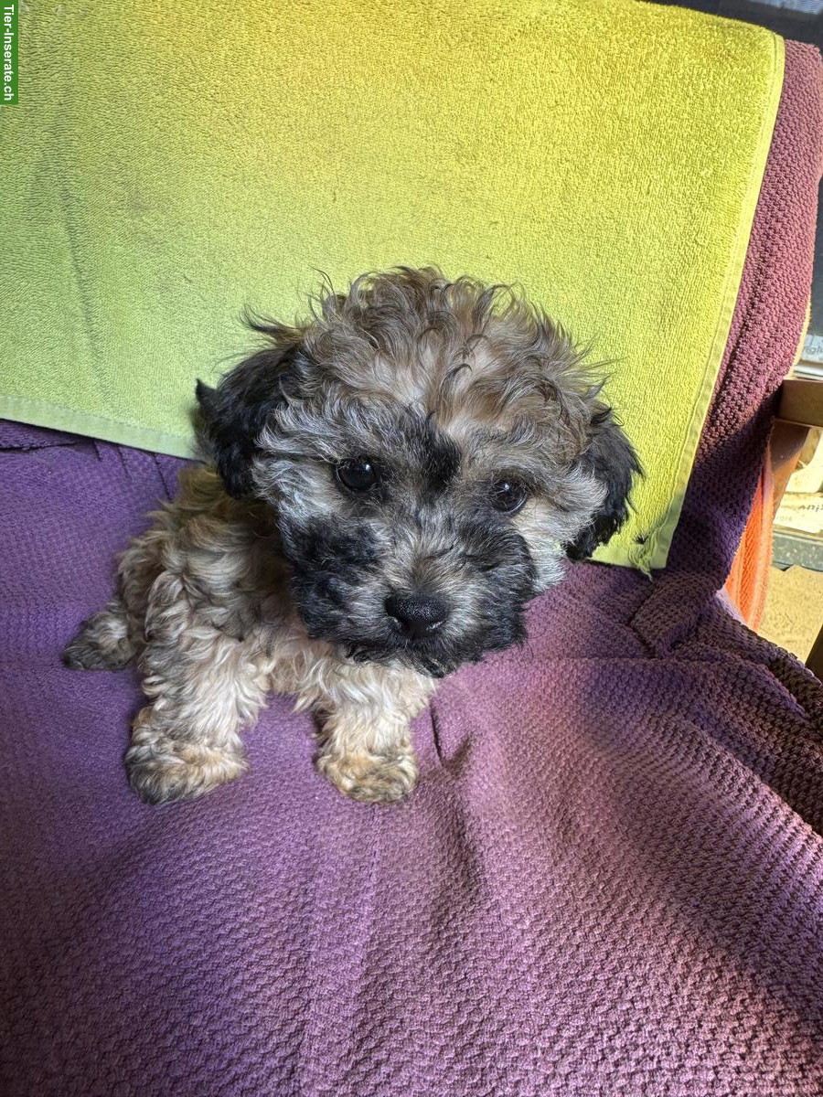 Bolonka Zwetna Welpen, weiblich + männlich, reinrassig