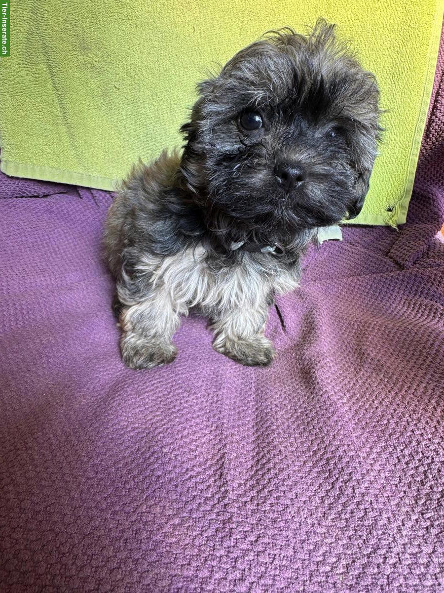 Bild 2: Bolonka Zwetna Welpen, weiblich + männlich, reinrassig